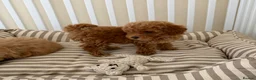 Maltipoo dogs for sale: 5🌟Korean maltipoo puppies health tested - Advert 14