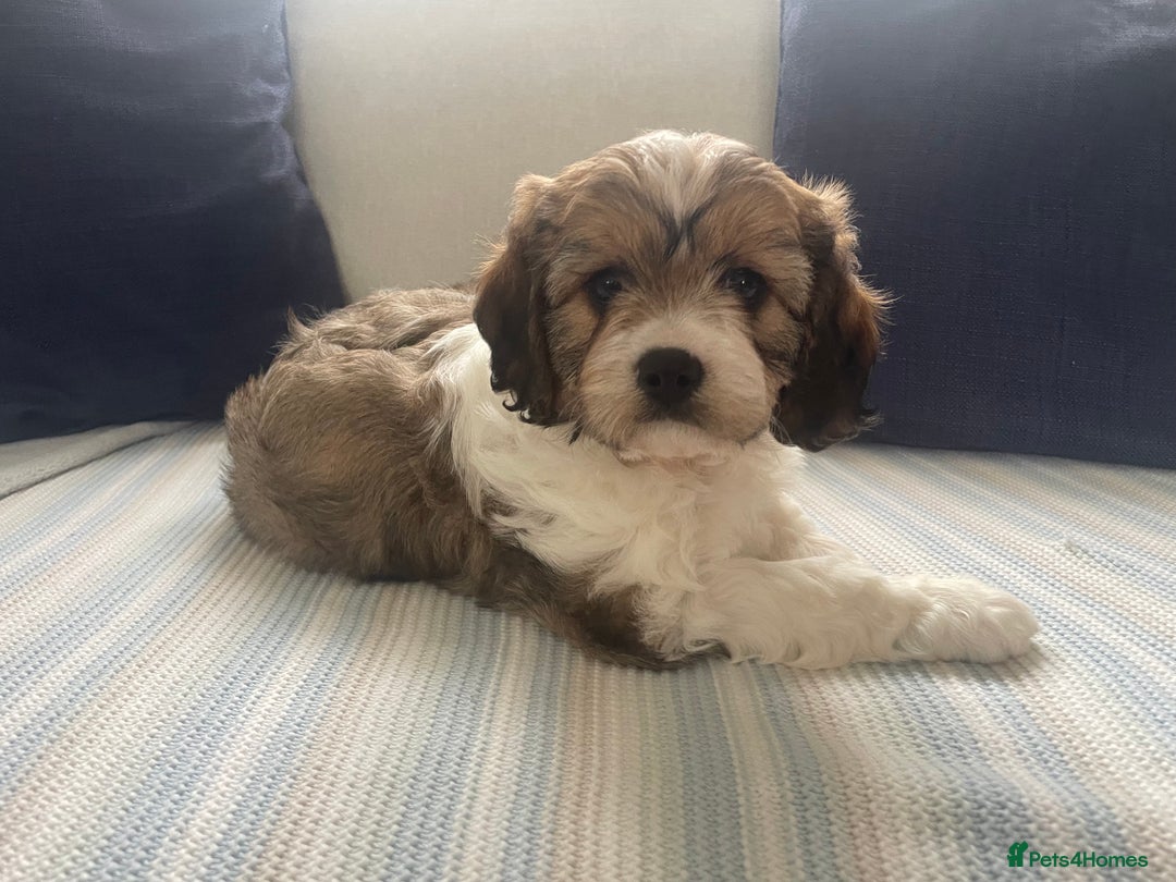 Cavachon dogs for sale: Cavachon puppies  - Image 6