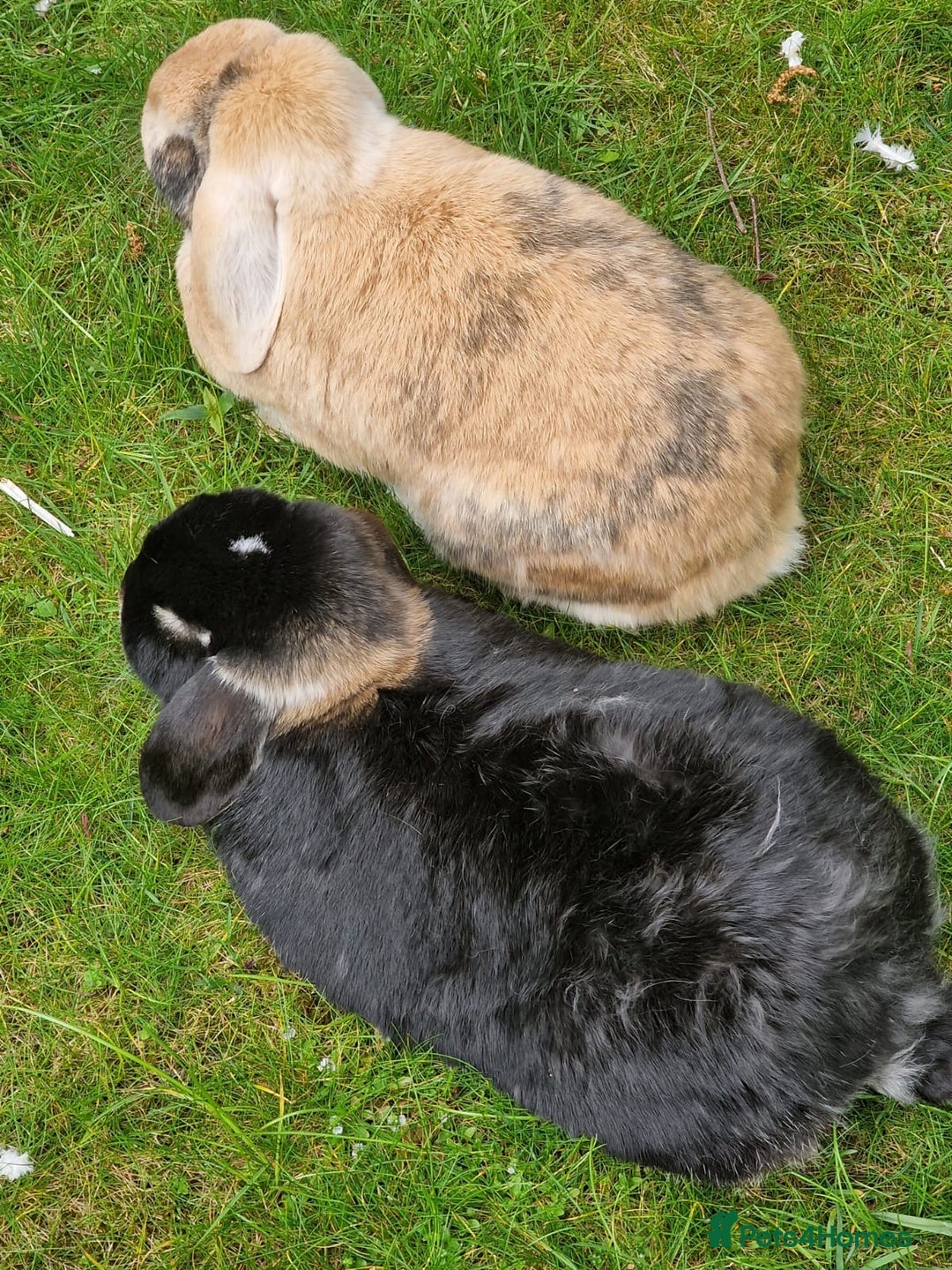 Mini Lop rabbits for sale: Bonded pair mini lop rabbits - Image 1