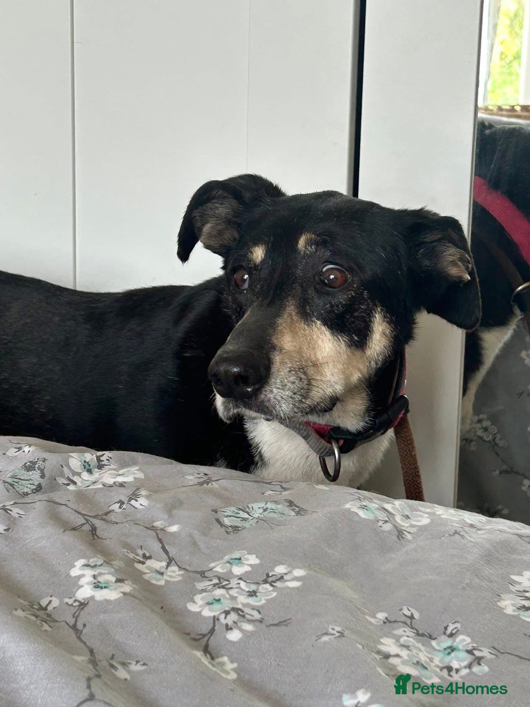 Mixed Breed dogs for adoption: Lottie - Norwich Norfolk  in Norwich - Advert 26