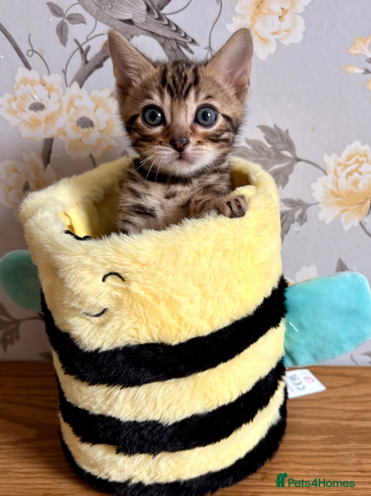 Bengal cats Beautiful Bengal Kittens for sale - Advert 1