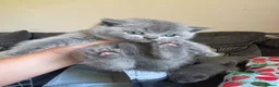 British Shorthair cats for sale: British blue shorthair GIRLS ready 20th June  - Advert 15