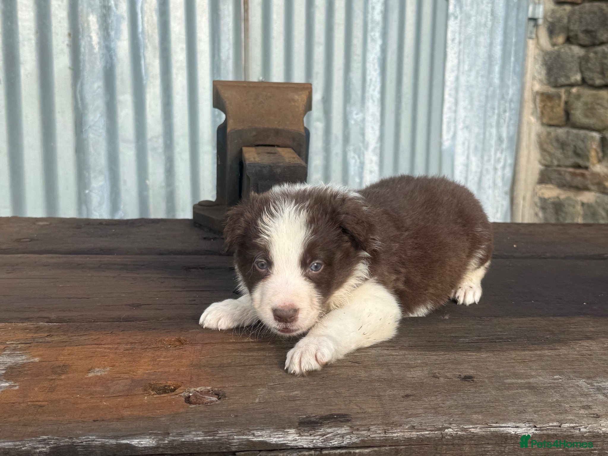 Border Collie dogs Stunning red / blue / black & white pups - Advert 1