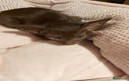 Oriental cats for sale: Full Pedigree Oriental 1 Kitten XL size ears GCCF - Advert 40