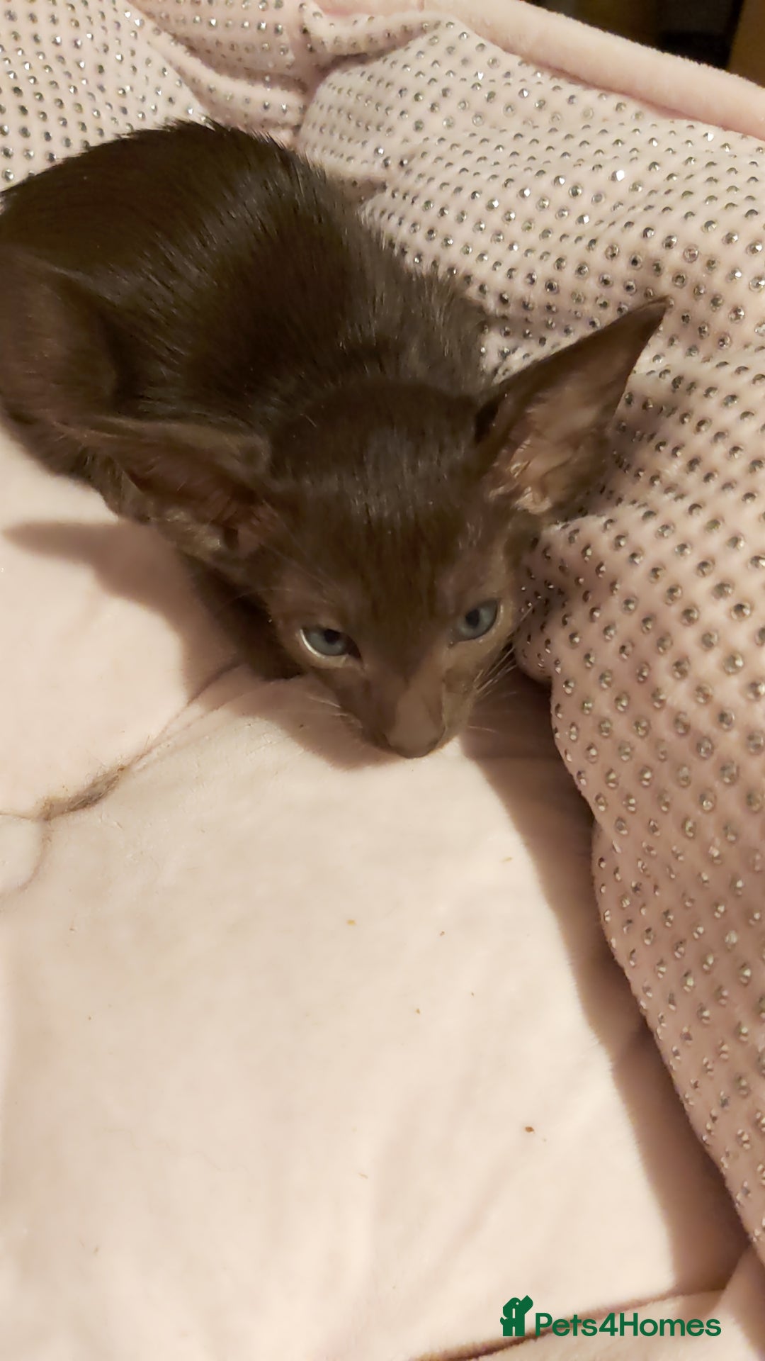 Oriental cats for sale: Full Pedigree Oriental 1 Kitten XL size ears GCCF - Advert 40