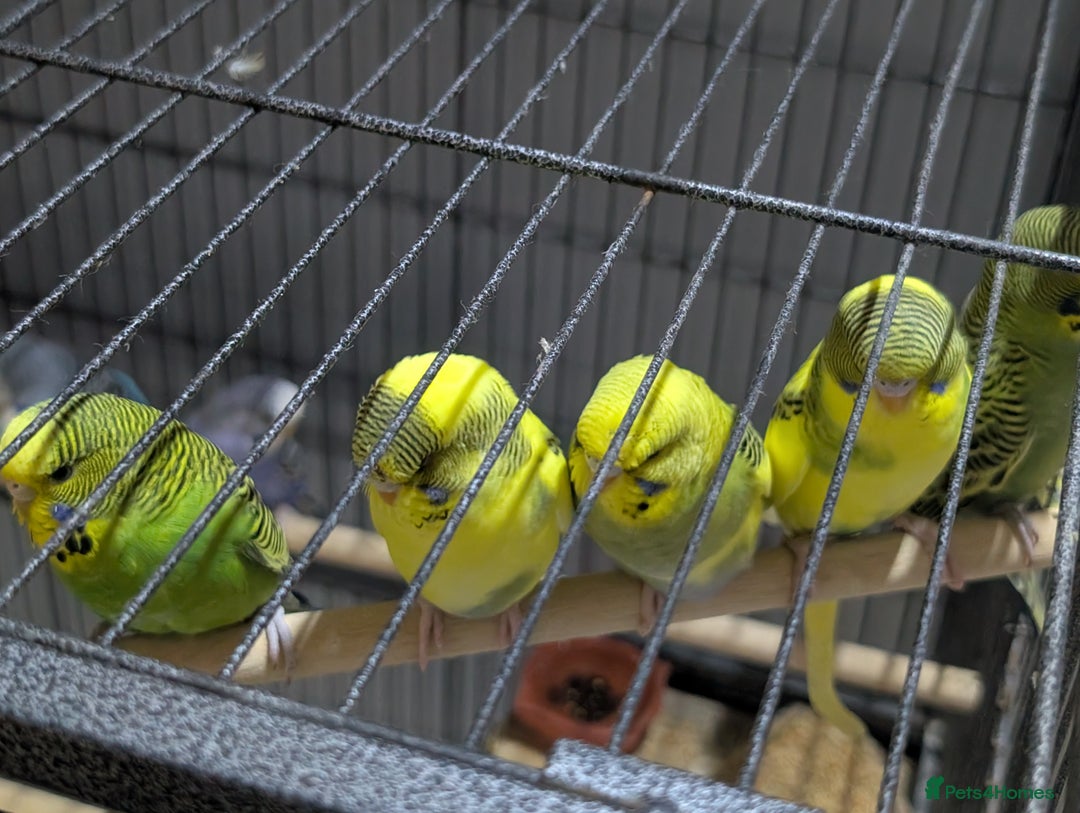 Budgerigars birds for sale: Budgies for Sale Many colours Cages Available  - Image 17