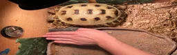 Tortoise reptiles for sale: Horsefield Tortoise with Full enclosure and set up in Harrow - Advert 6