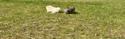 Pomeranian dogs for sale: Beautiful pups looking for forever homes - Advert 6
