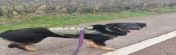 Mixed Breed dogs for adoption: Meet Odysseus, currently residing in Suffolk  in Stowmarket - Advert 3