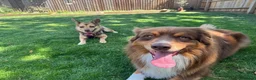 Mixed Breed dogs for adoption: ❤️🐶 RUBAH – PROFESSIONAL CUDDLE COLLECTOR in Ely - Advert 19