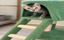 Mixed Breed cats for adoption: STORMY - LAPCAT GIRL SPAYED - likes 2be single cat - Image 2