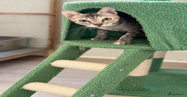 Mixed Breed cats - Advert 2