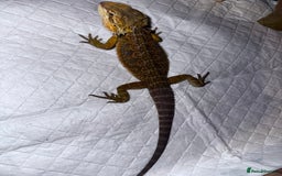 Bearded Dragon reptiles for sale: Bearded dragons babies&adults possible full setup - Advert 11