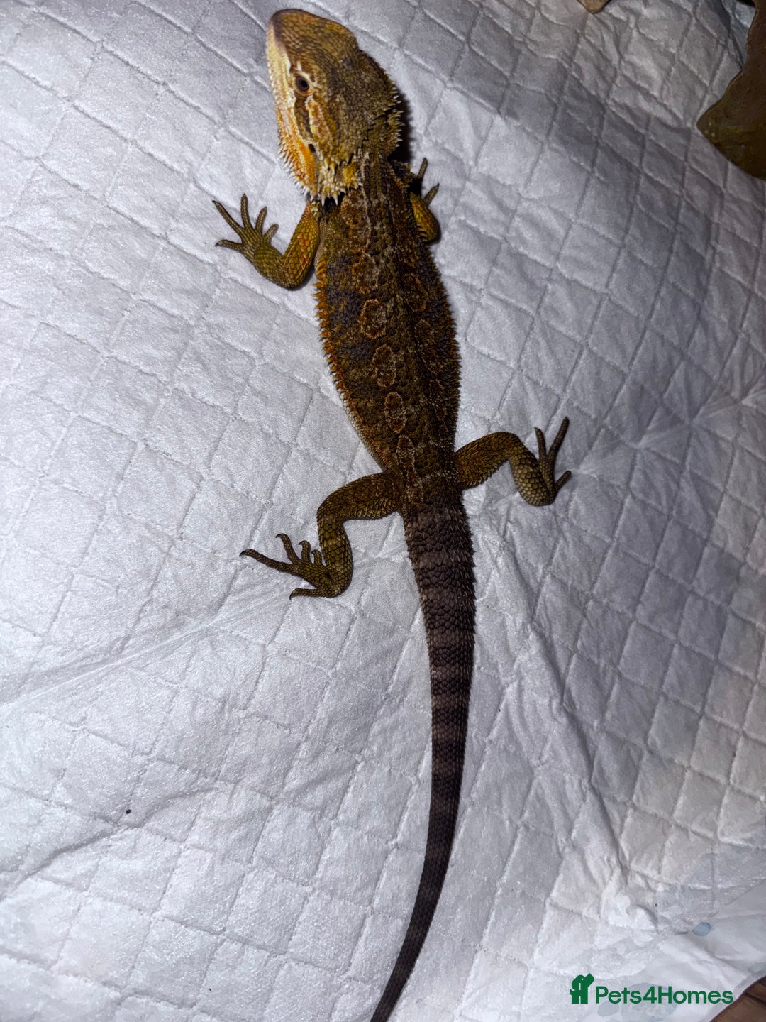 Bearded Dragon reptiles for sale: Bearded dragons babies&adults possible full setup - Advert 11