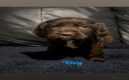 Cocker Spaniel dogs for sale: Adorable cocker spaniel puppies - Image 20
