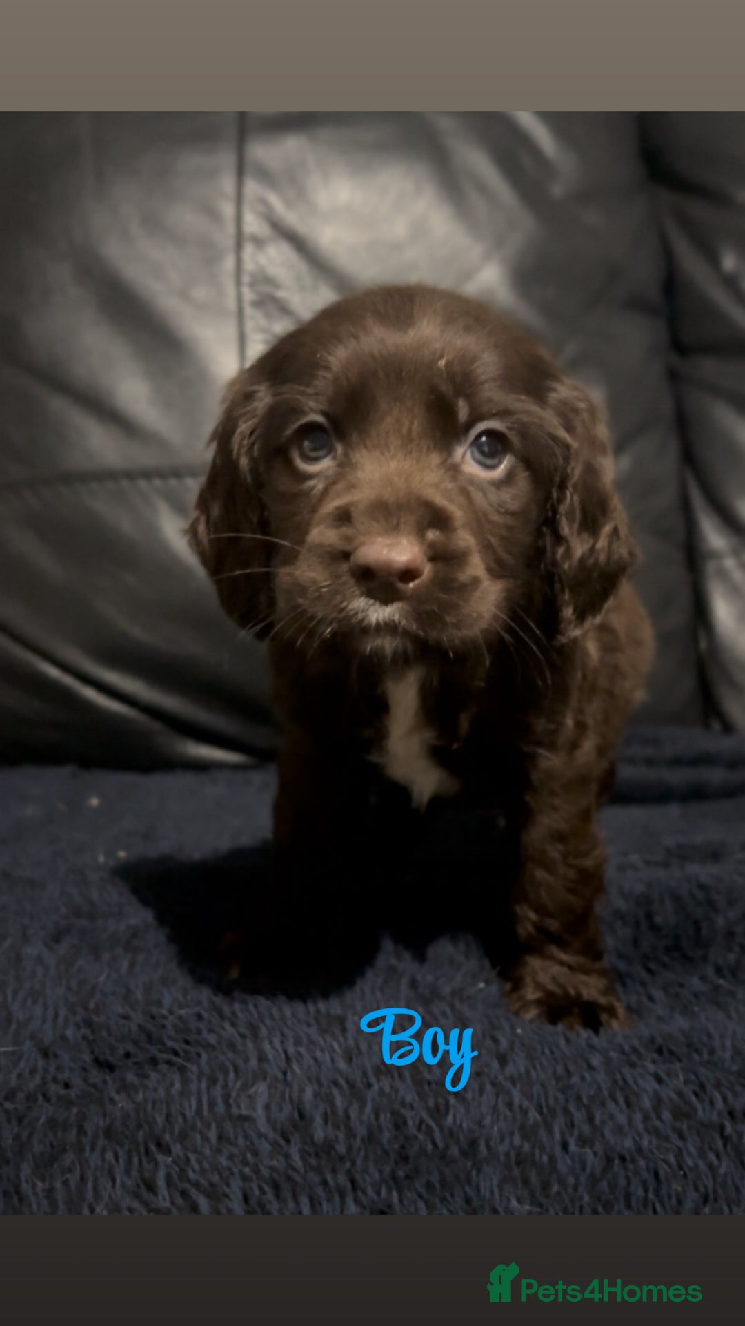 Cocker Spaniel dogs for sale: Adorable cocker spaniel puppies - Image 20