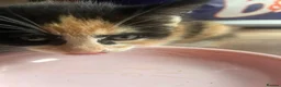 Domestic Shorthair cats for sale: 2 Domestic Shorthairs  - Advert 8