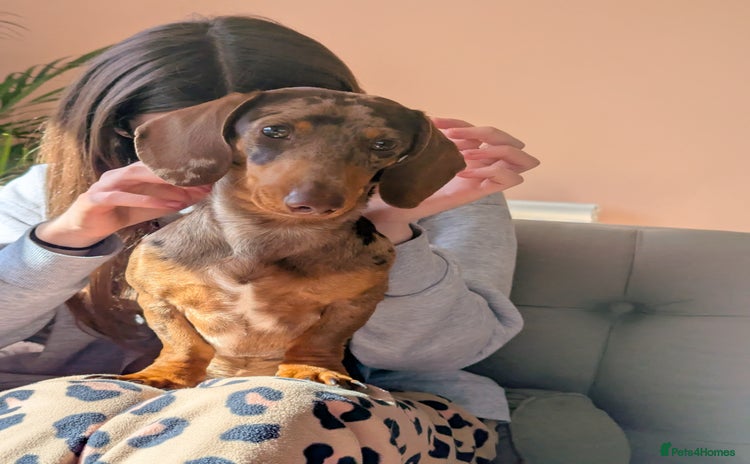 Miniature Dachshund dogs - Advert 1