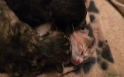 British Longhair cats for sale: 💙🩷 stunning British longhair 💙🩷 - Image 12