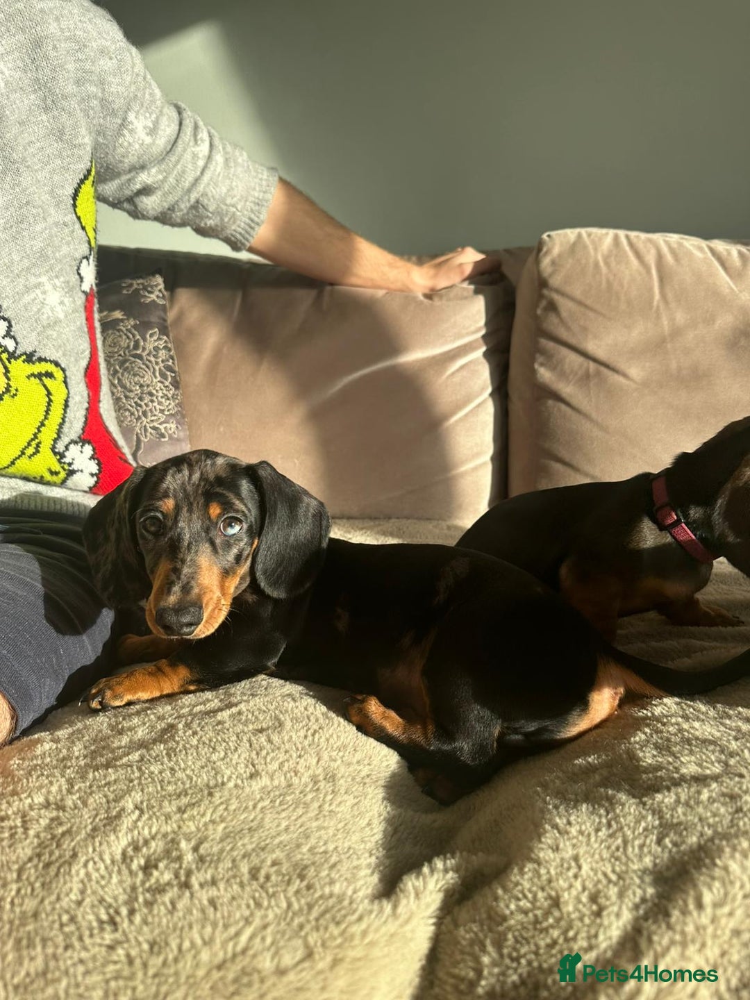 Miniature Dachshund dogs for sale: KC registered PRA CLR miniature dachshund  - Advert 12