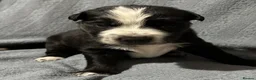 Mixed Breed dogs for sale: 🐾 Beautiful Mixed Breed Puppies ⭐ - Advert 4