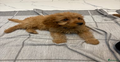 Cavapoo dogs - Advert 2