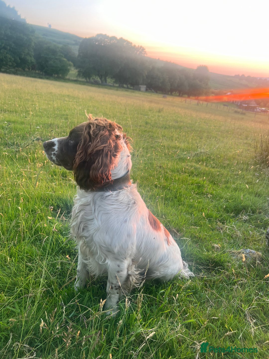 English Springer Spaniel dogs for sale: Traditional English springer spaniels  - Image 18