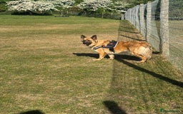 German Shepherd dogs for sale: Long haired German shepherd  - Advert 3