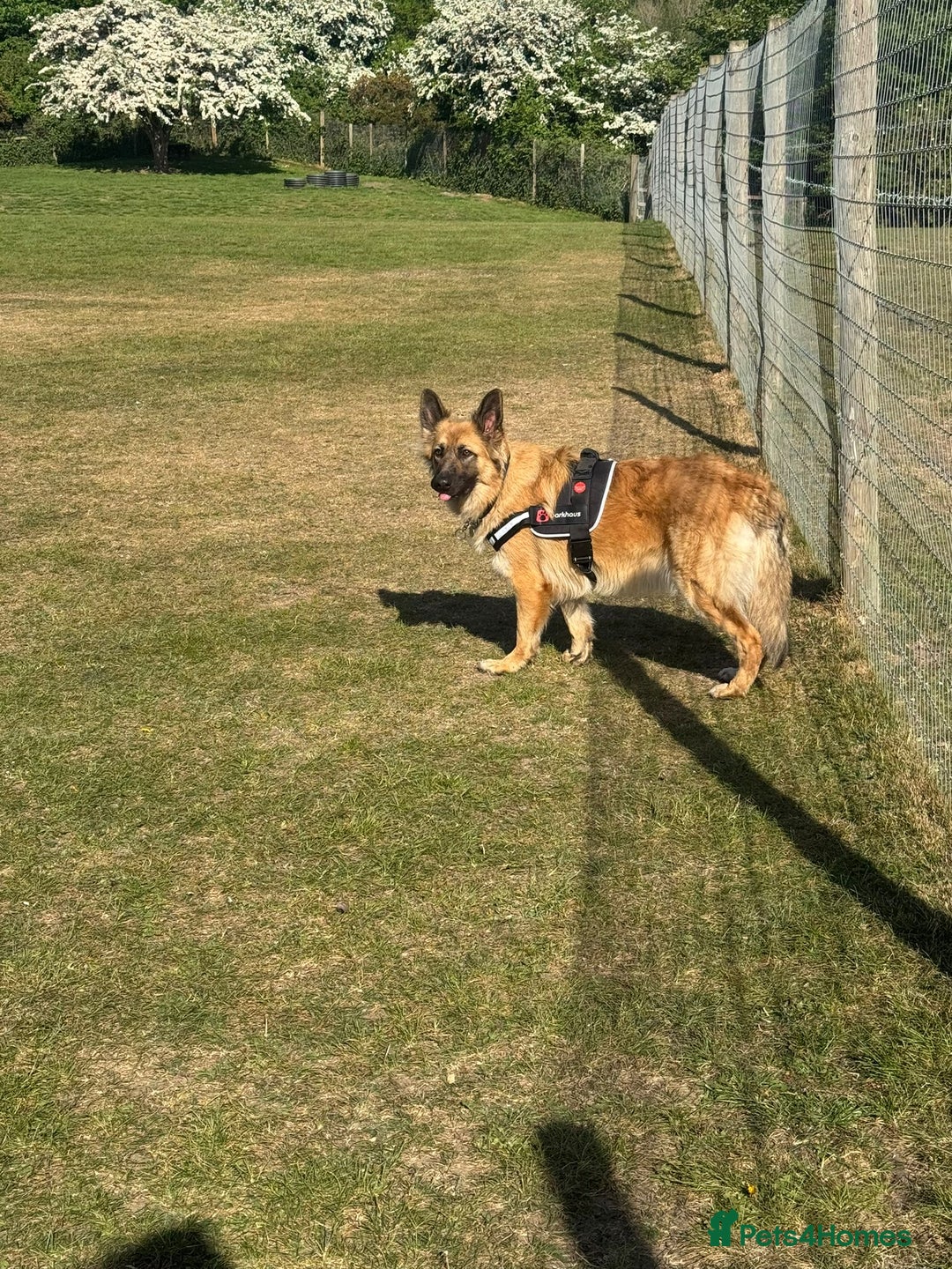 German Shepherd dogs for sale: Long haired German shepherd  - Advert 3