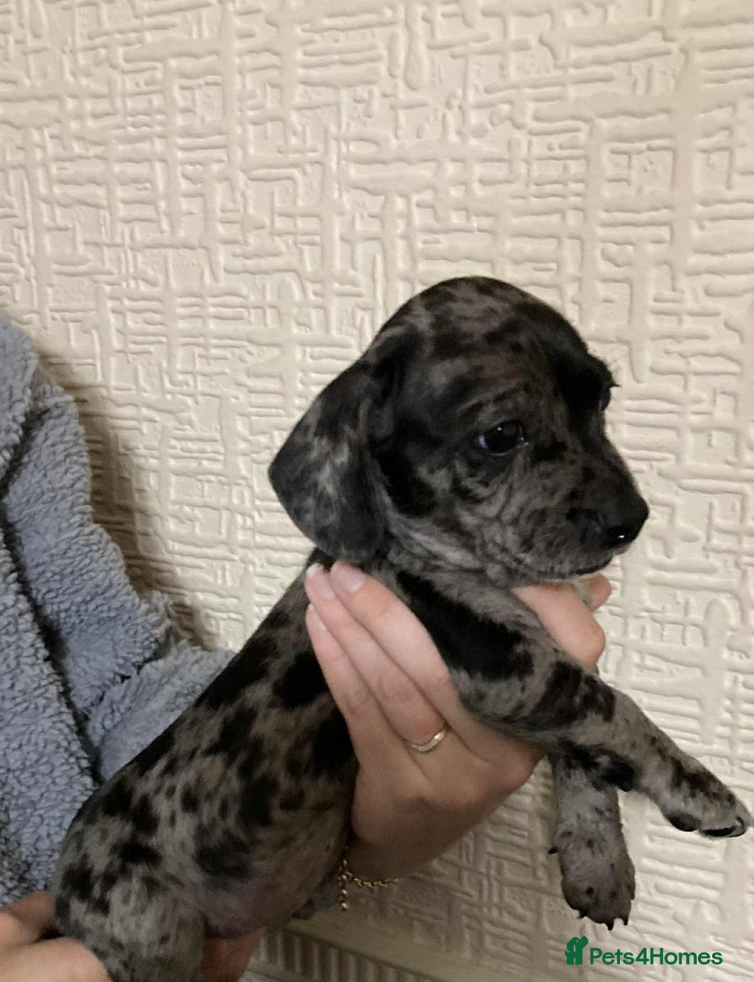 Mixed Breed dogs for sale: Jack Chi puppies - unique merle  - Image 8