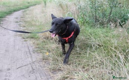 Mixed Breed dogs for adoption: 💖🐶 MARY 🐶💖 - Image 10