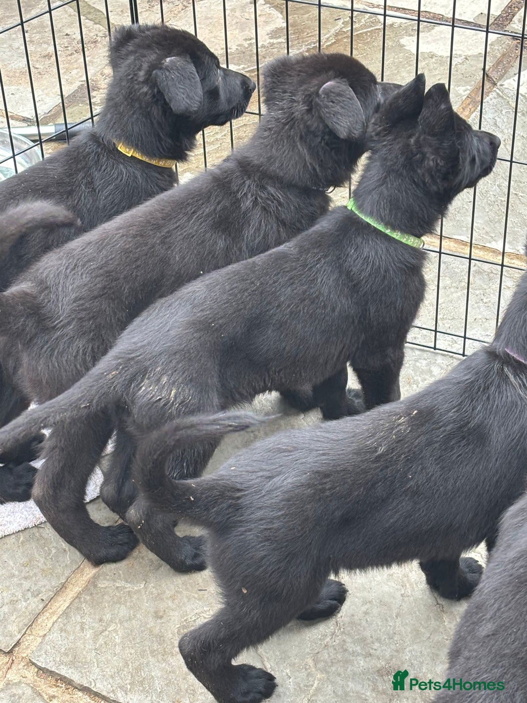 German Shepherd dogs for sale: Beautiful Black German Shepherd Puppies - Image 4