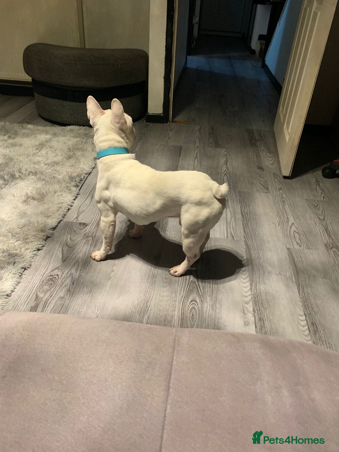 French Bulldog dogs for sale: Best offer - Advert 2