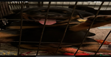 Rottweiler dogs - Advert 13