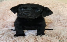 Labrador Retriever dogs for sale: kc English Labs available - Image 6