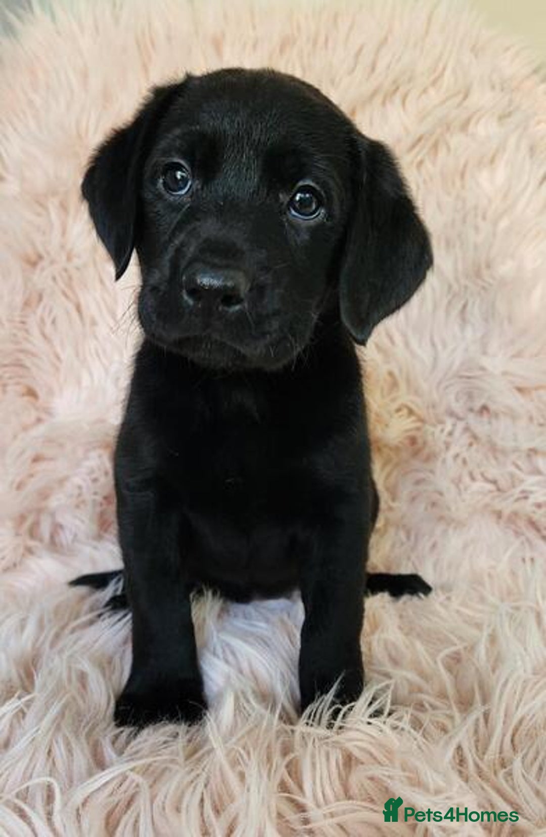 Labrador Retriever dogs for sale: kc English Labs available - Image 6
