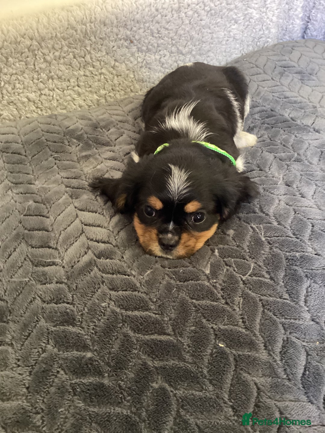 Cavalier King Charles Spaniel dogs for sale: Cavalier King Charles  - Image 13