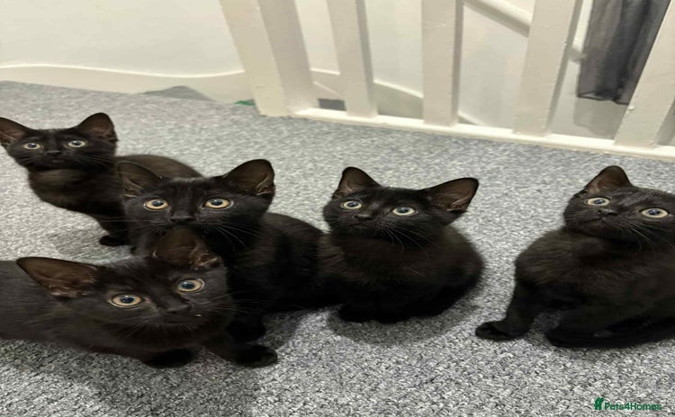 Domestic Shorthair cats - Advert 4