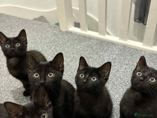Domestic Shorthair cats - Advert 15