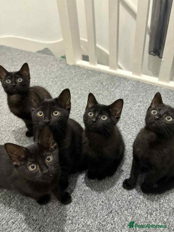 Domestic Shorthair cats - Advert 7