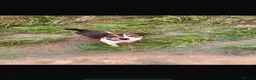 Jack Russell dogs for stud: Reggie  in Ledbury - Advert 2