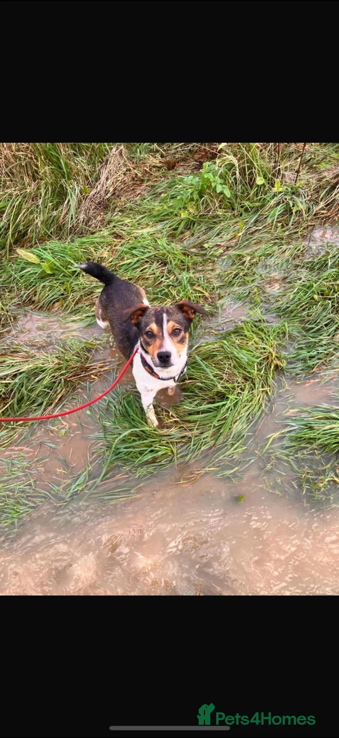 Jack Russell dogs for stud: Reggie  in Ledbury - Advert 2