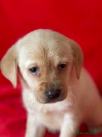 Labrador Retriever dogs - Advert 4