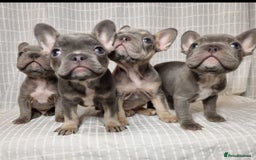 French Bulldog dogs for sale: Outstanding French Bulldog Puppies – KC - Image 15