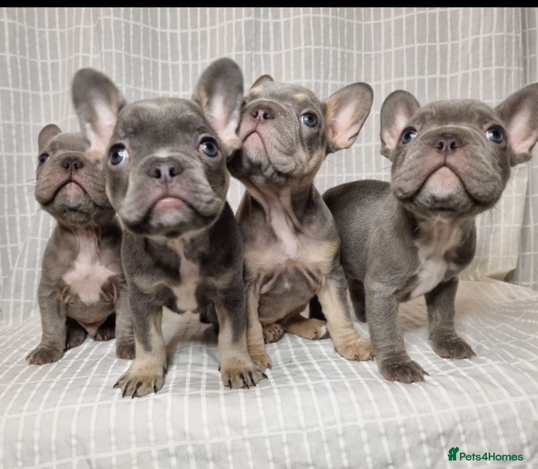 French Bulldog dogs for sale: Outstanding French Bulldog Puppies – KC - Image 15