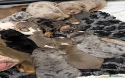 English Bulldog dogs for sale: 11 wonderful healthy happy bulldog babies  - Advert 2