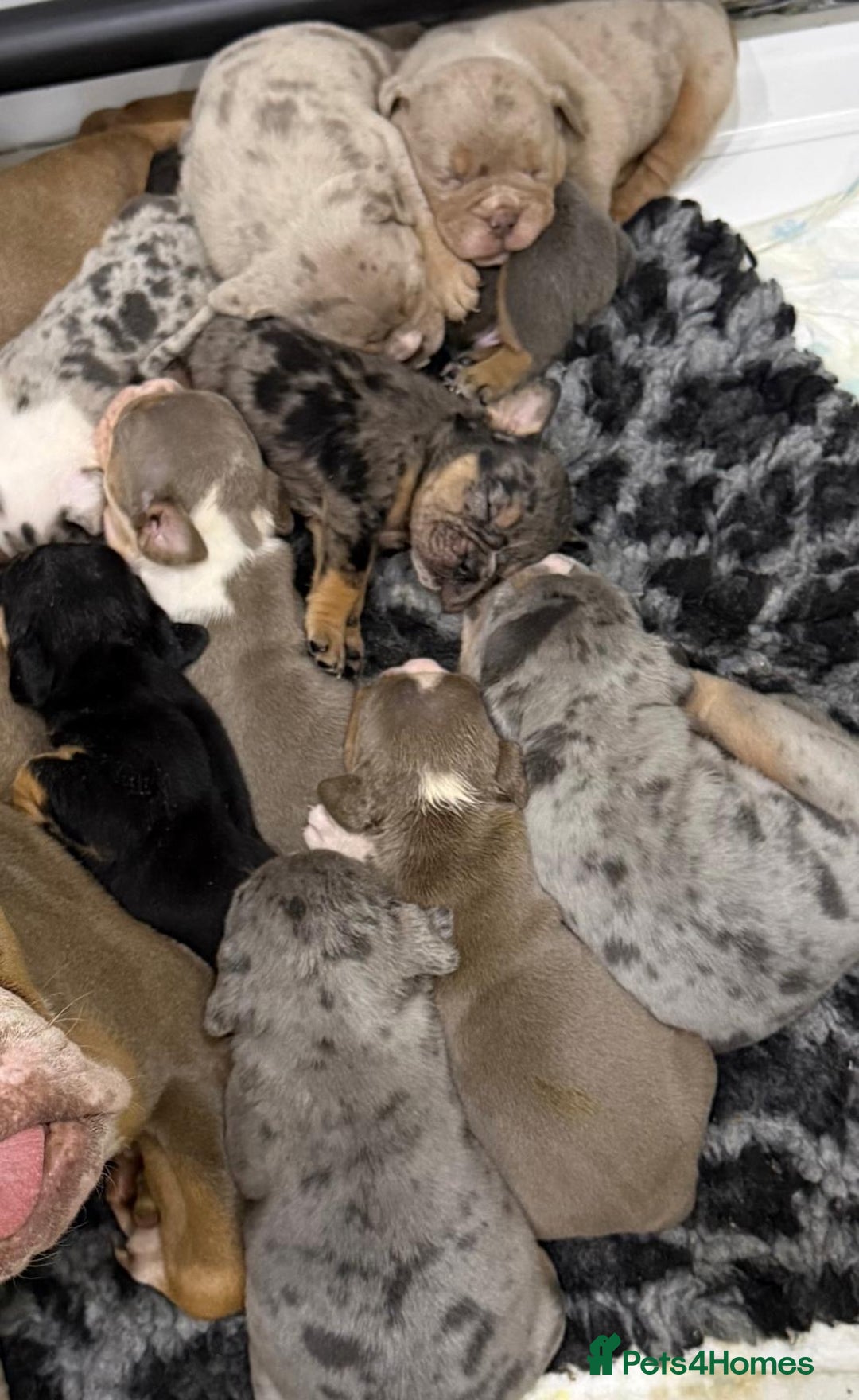 English Bulldog dogs for sale: 11 wonderful healthy happy bulldog babies  - Advert 2