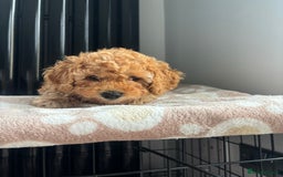 Mixed Breed dogs for sale: Miniature Poodles - Image 5