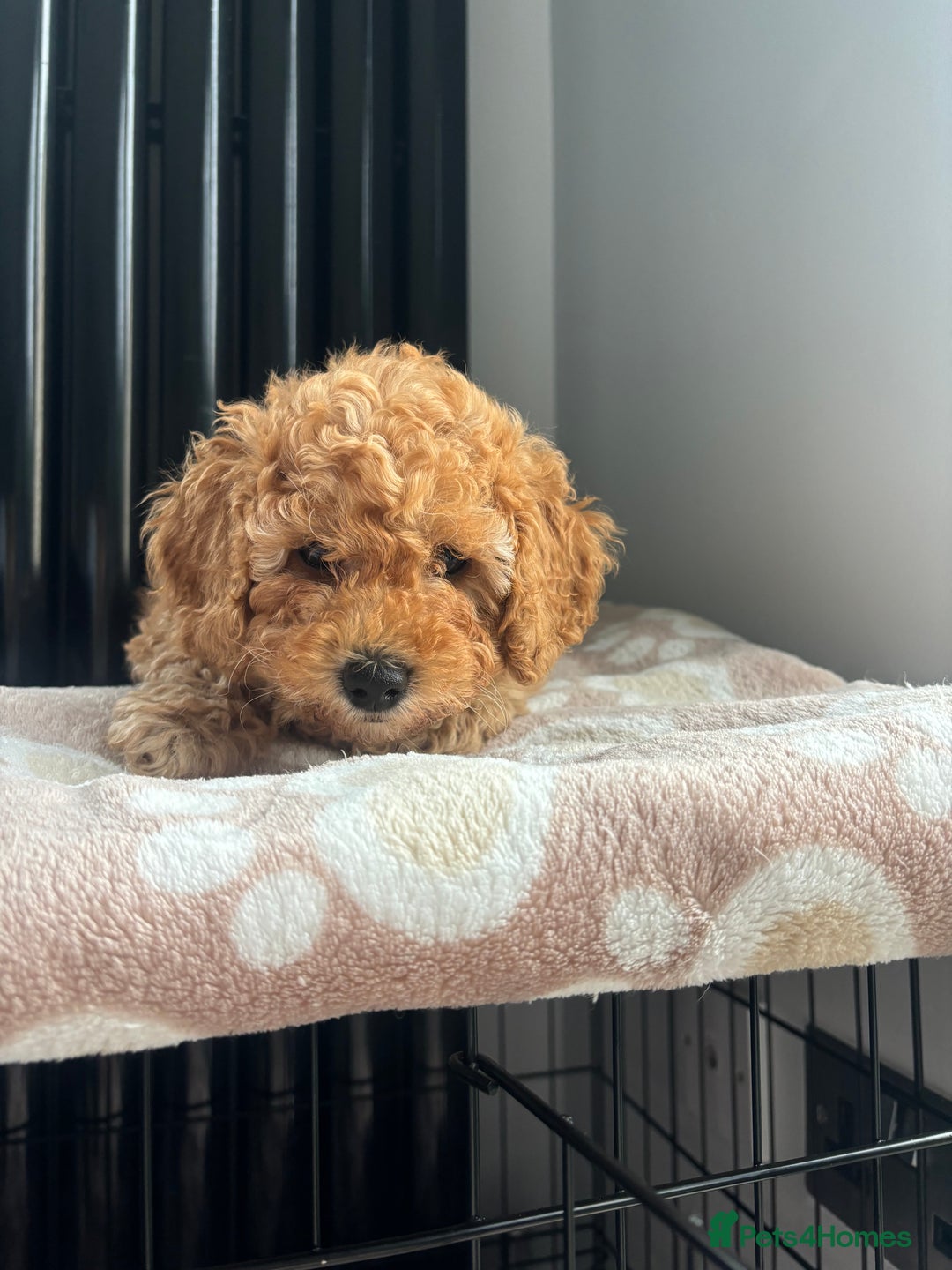 Mixed Breed dogs for sale: Miniature Poodles - Image 5