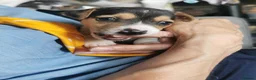 Jack Russell dogs for sale: 3x beautiful miniature Jack Russell Terriers - Advert 8